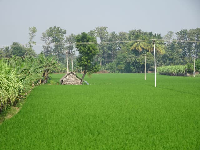 Esthétisation du paysage pour améliorer l'agroécologie