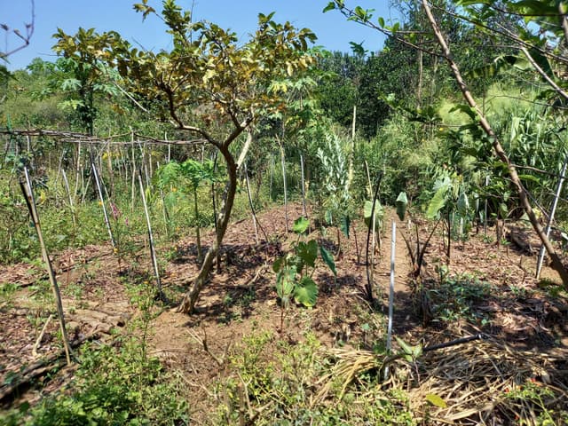 Esthétisation du paysage pour améliorer l'agroécologie